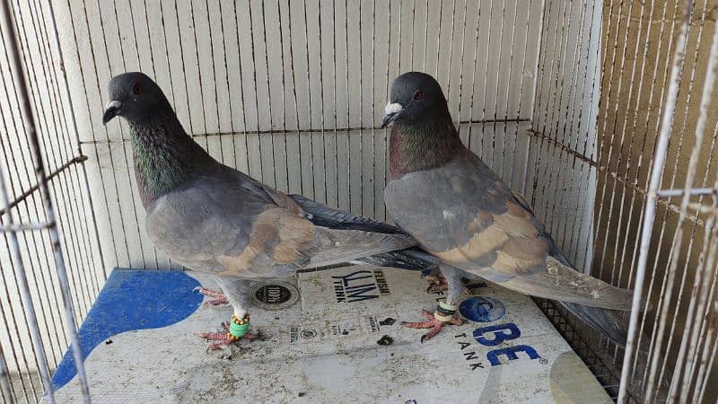 Peshori Kabra or Lalband Ghagra pair pigeon Kabutar kabootar kabotar 1