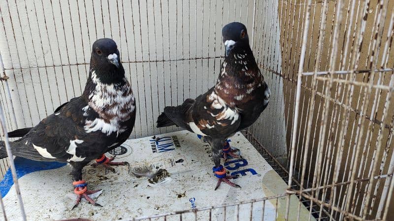 Peshori Kabra or Lalband Ghagra pair pigeon Kabutar kabootar kabotar 4