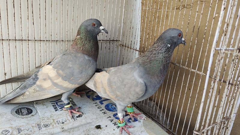 Peshori Kabra or Lalband Ghagra pair pigeon Kabutar kabootar kabotar 5