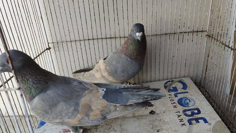 Peshori Kabra or Lalband Ghagra pair pigeon Kabutar kabootar kabotar 7