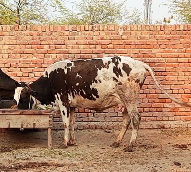 Friesian Cholastani cross 1