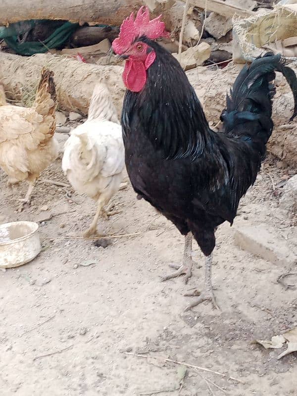 1 Black dasi murga 3000 & 2 dasi hens  per price 1700 0