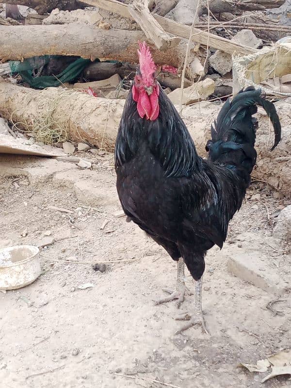 1 Black dasi murga 3000 & 2 dasi hens  per price 1700 2