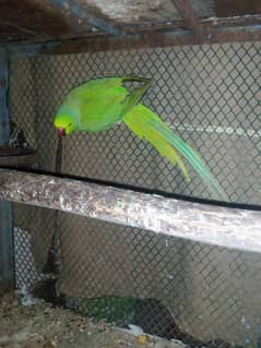 Green ringneck breeder fertile male wild