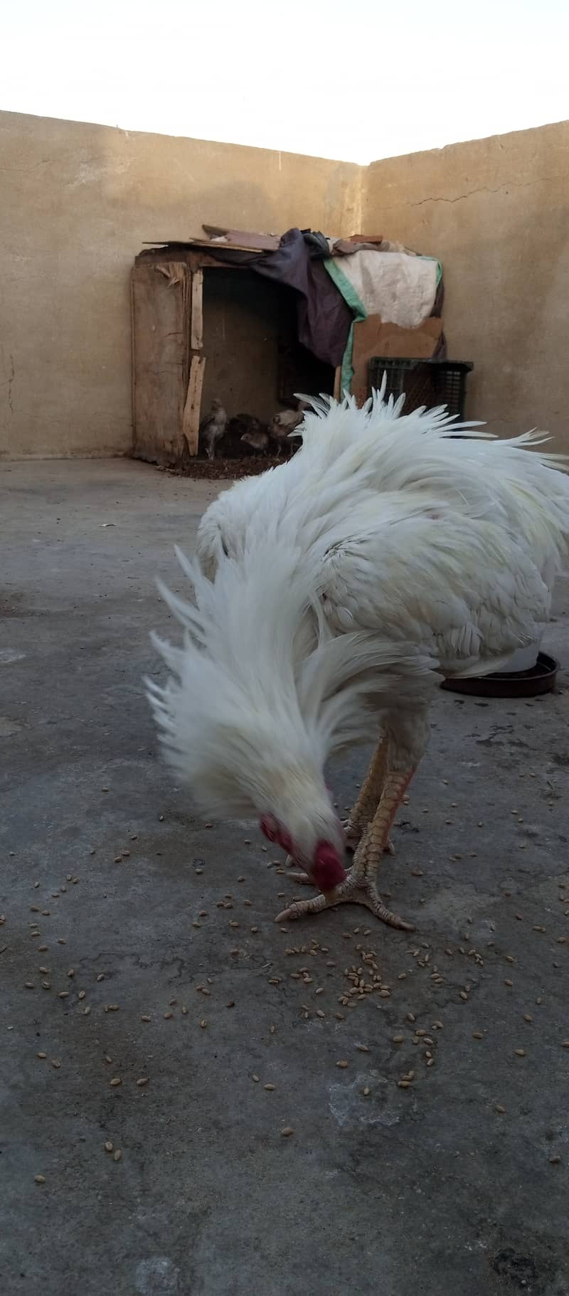 Kandhari and Hera Aseel Chick available 4