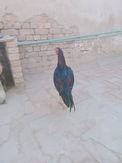 aseel mianwali murga for sale