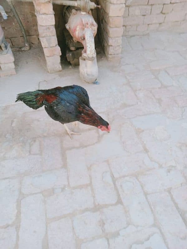 aseel mianwali murga for sale 1