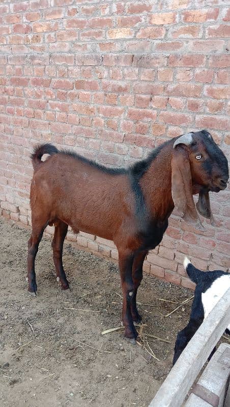 Nagra donda bakra. . . breeder quality 0