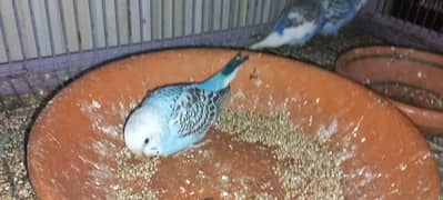 Beautiful color budgies Australian parrots