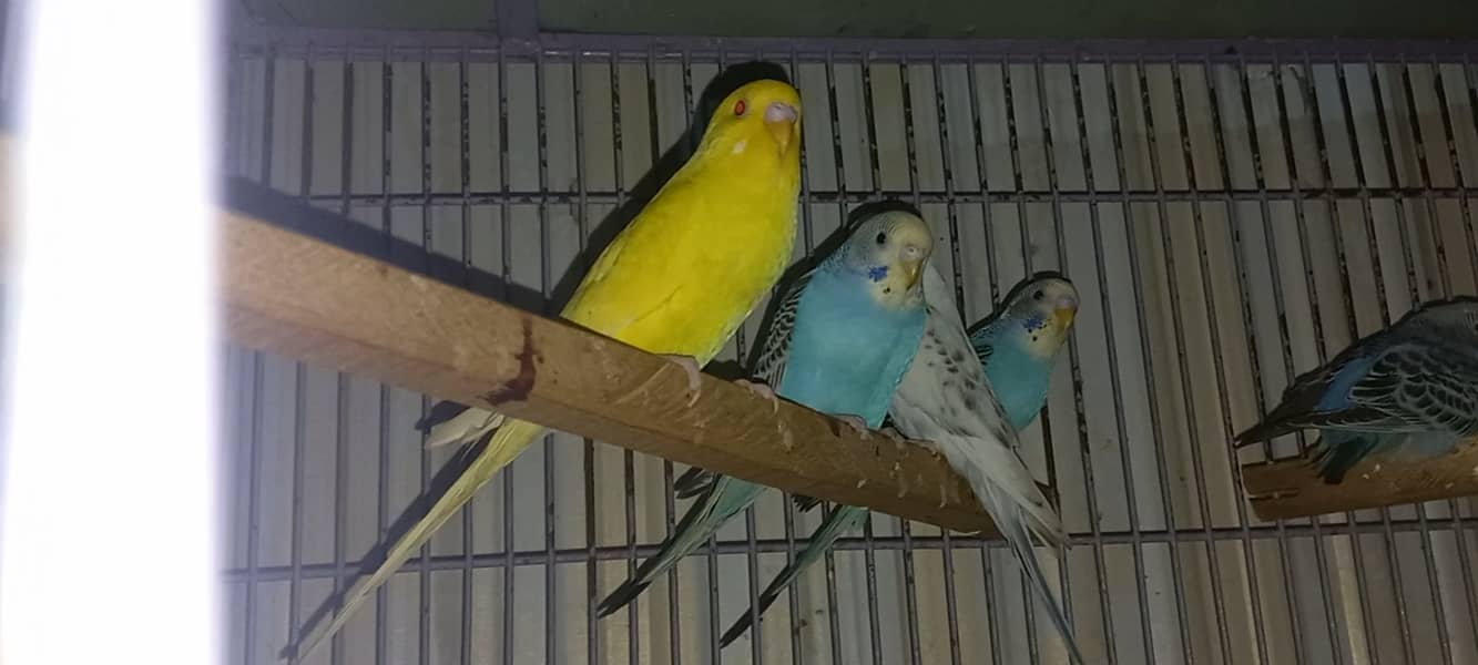 Beautiful color budgies Australian parrots 1