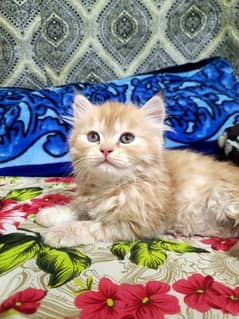 Prusian Kitten For Sale