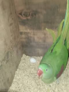 parrots for sale