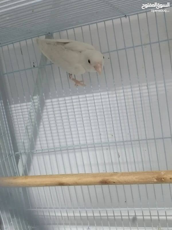 albino red aye split breader piece 0