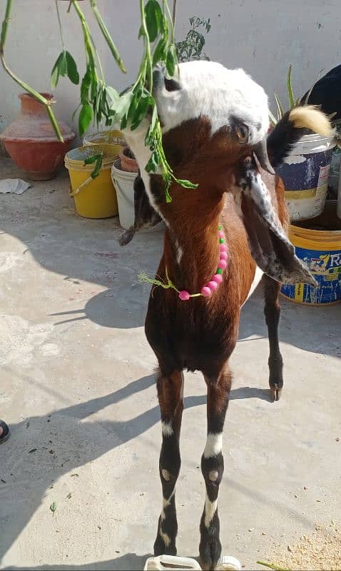 Male Goat 1