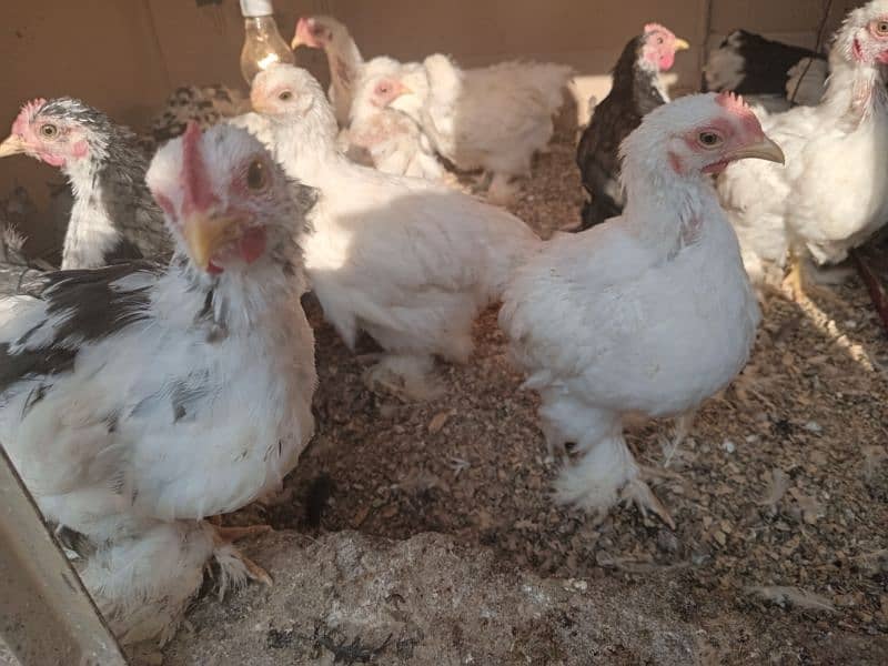 White or molted Bantam male 0