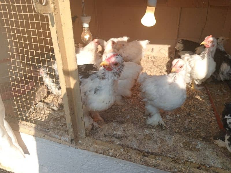 White or molted Bantam male 1