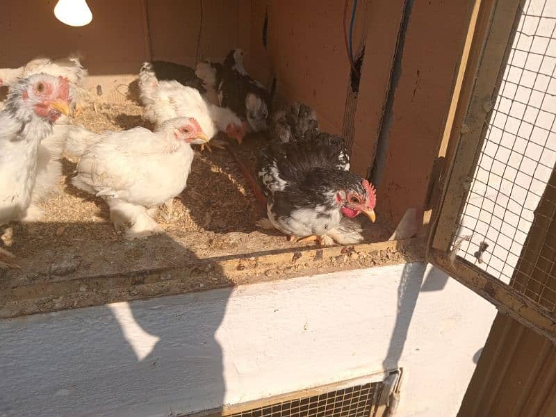 White or molted Bantam male 2