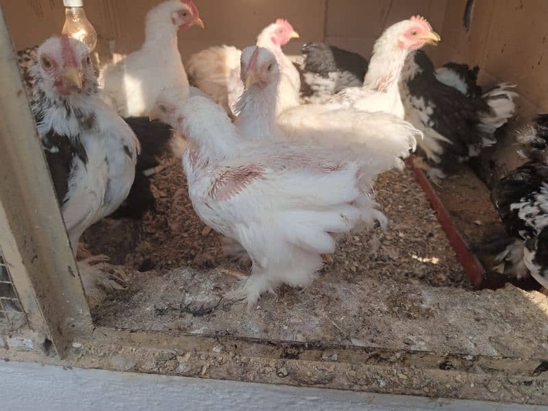 White or molted Bantam male 3