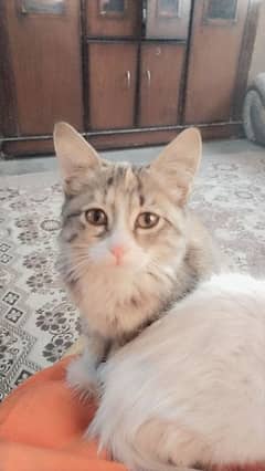 Turkish angora pair cats for sell