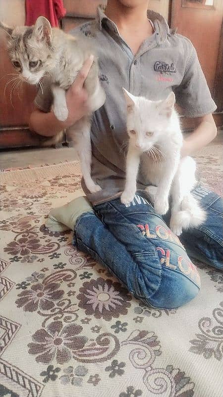 Turkish angora pair cats for sell 2