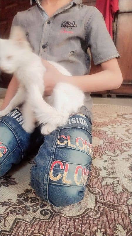 Turkish angora pair cats for sell 4