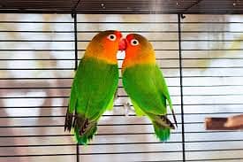 Lovebirds Parrots with Cage 1