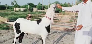 Bakra