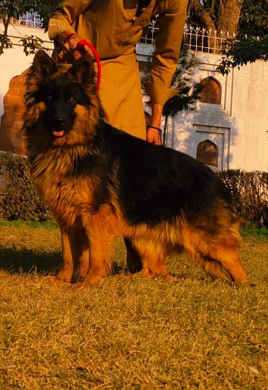 German shepherd long coat female available for sale 0