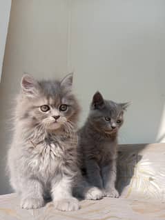 Kitten pair male and female