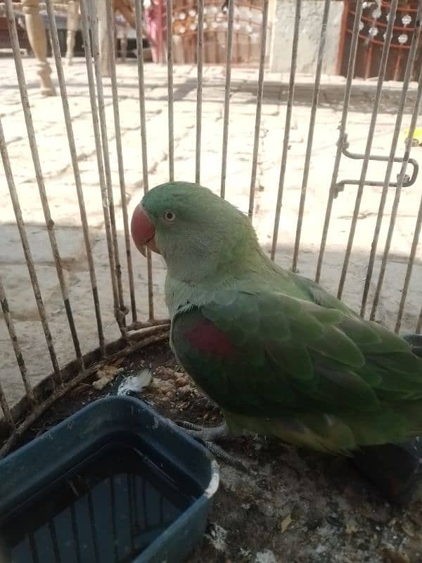 rawparrot 1