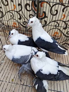 swallow pair birds pigeon hen