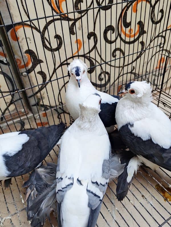 swallow pair birds pigeon hen 3