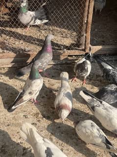 Parwazi mix kabotar for sale pigeons