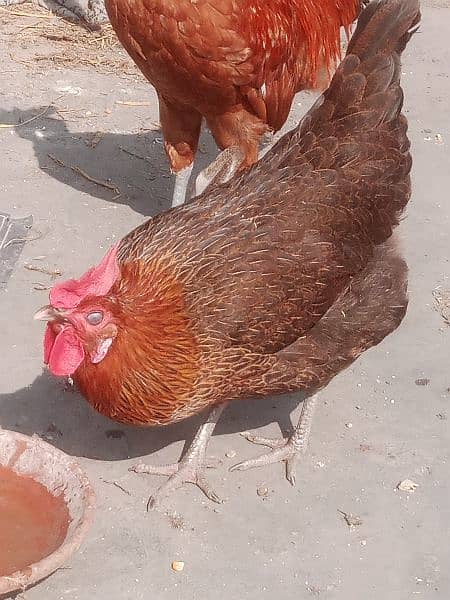 deasi murghia for sale 1500 contact 03425261915 egg lying 0