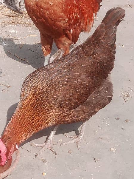 deasi murghia for sale 1500 contact 03425261915 egg lying 1