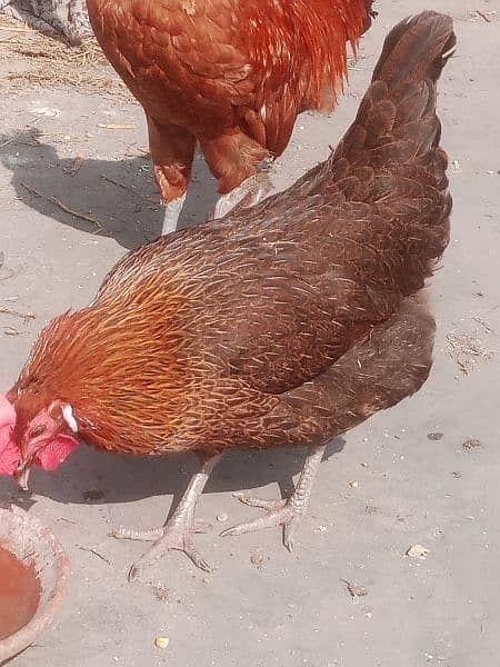 deasi murghia for sale 1500 contact 03425261915 egg lying 2