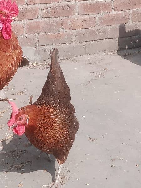 deasi murghia for sale 1500 contact 03425261915 egg lying 3