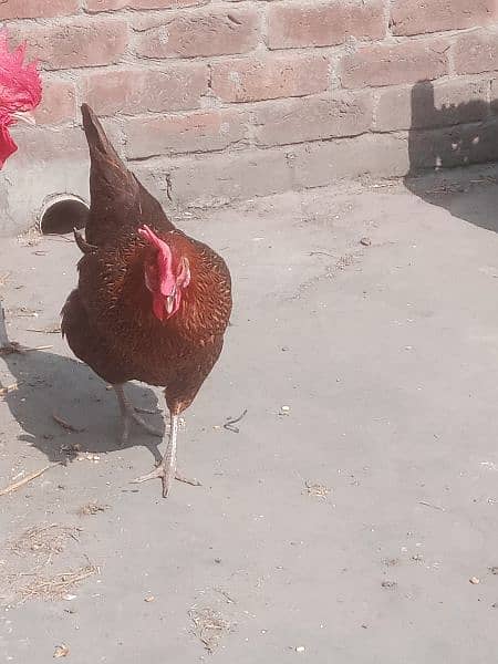 deasi murghia for sale 1500 contact 03425261915 egg lying 4