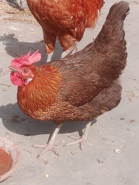 deasi murghia for sale 1500 contact 03425261915 egg lying 5