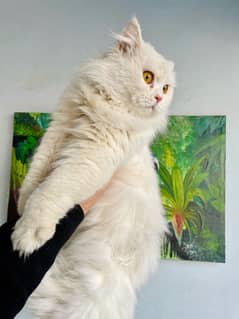 persian cat