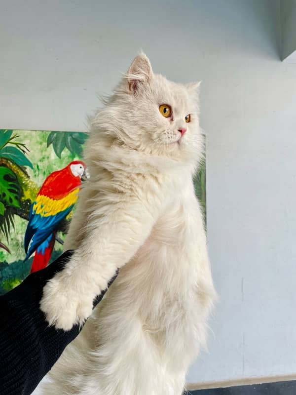 persian cat 1