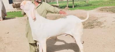 Desi Bakra Urgent For Sale Call Me _03134935016