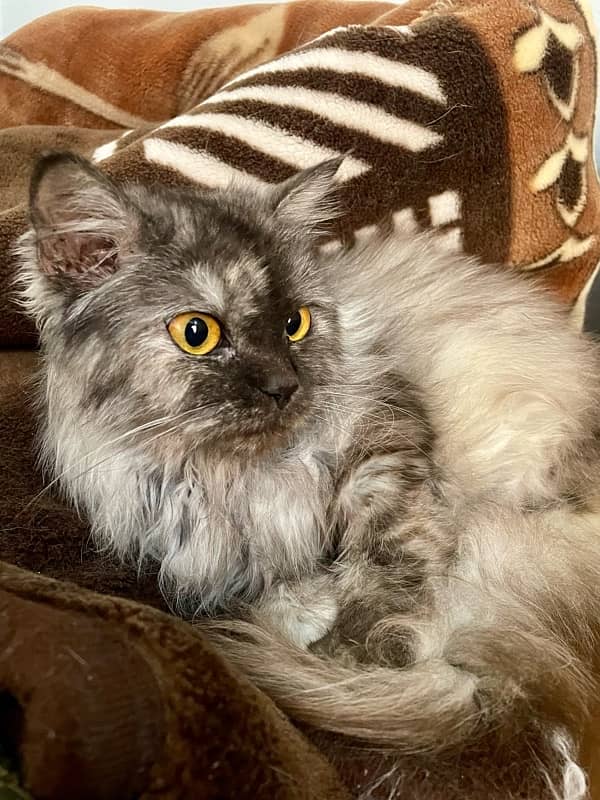 persian cat 3