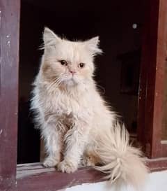 pure punch Persian Male cat