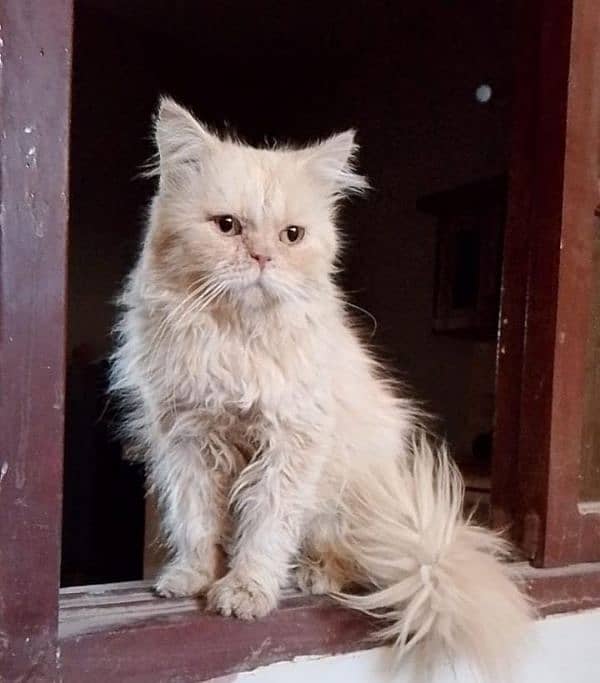 pure punch Persian Male cat 0