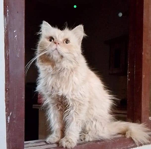 pure punch Persian Male cat 1