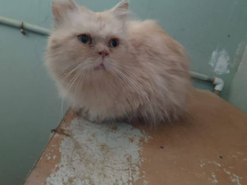 pure punch Persian Male cat 2