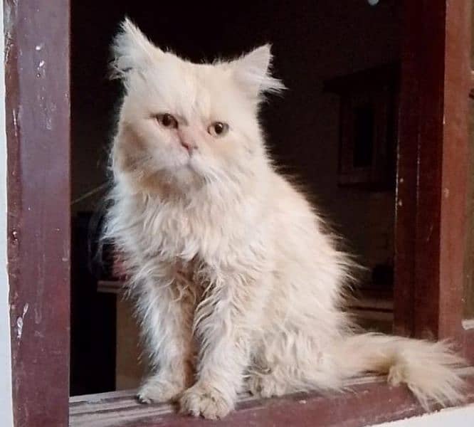 pure punch Persian Male cat 3