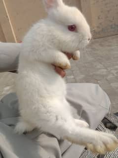 Angora