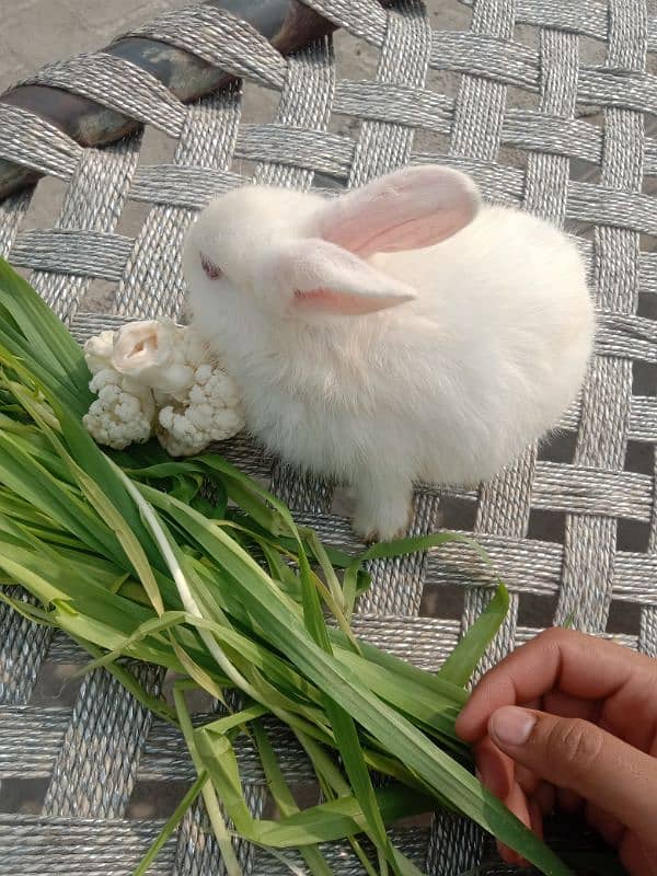 Angora male hand tamed friendly 03224186572 1